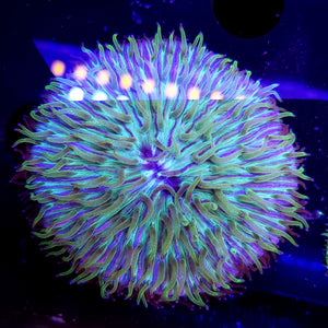 Blue / Green Plate Coral