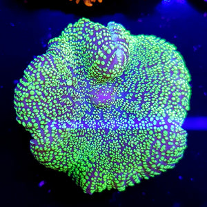 Ultra Green Bubbly Rhodactis Mushroom