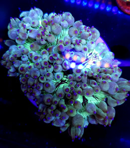 Aussie Blue tip Elegance Coral