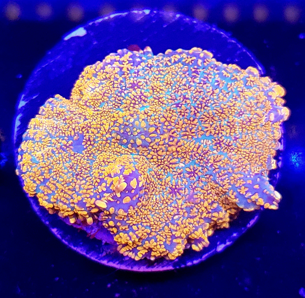 XL Ultra Rainbow Rhodactis Mushroom