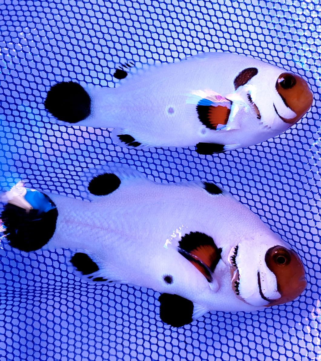 SA Flurry Clownfish Pair