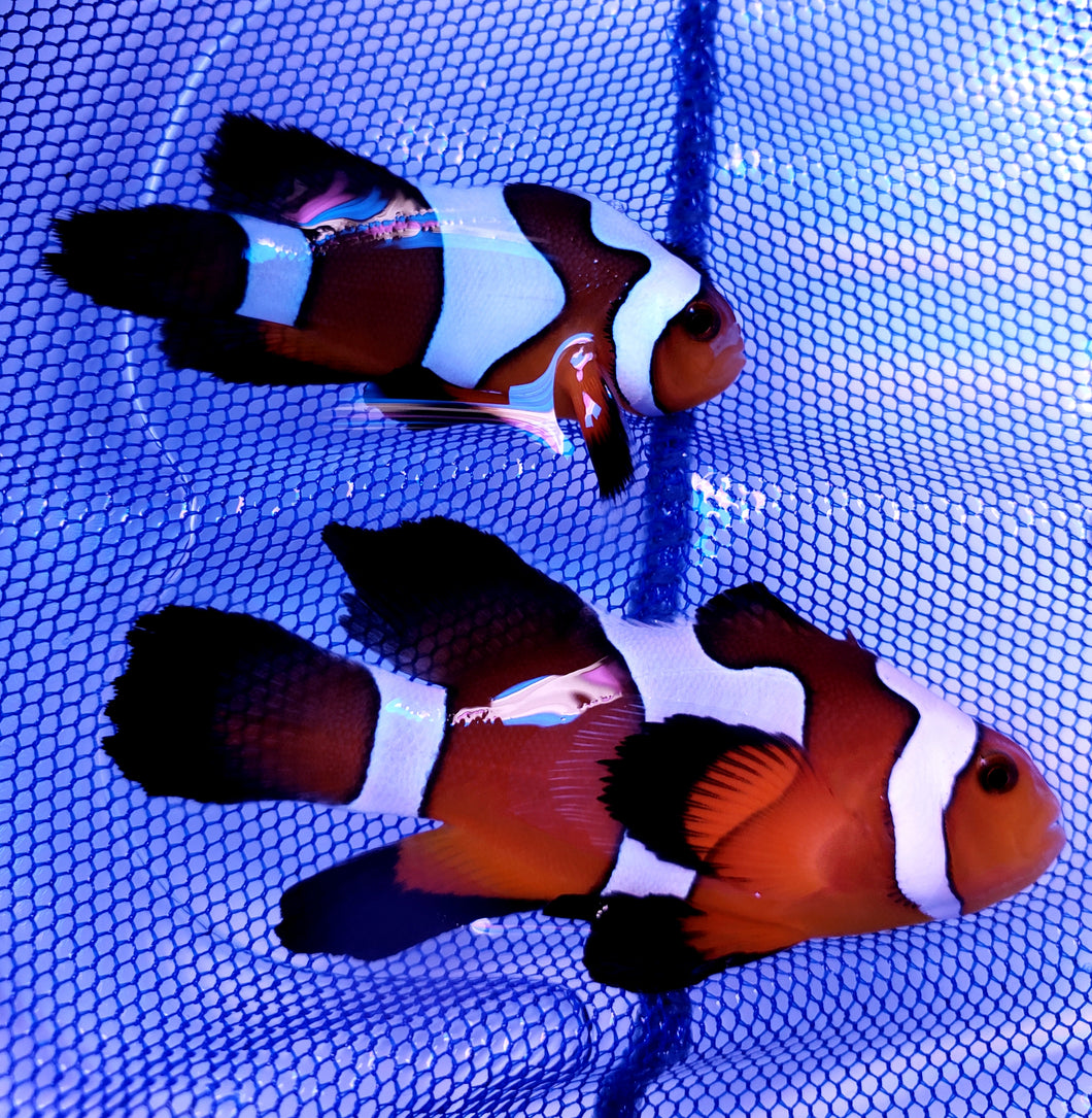 Longfin Mocha Clownfish Pair