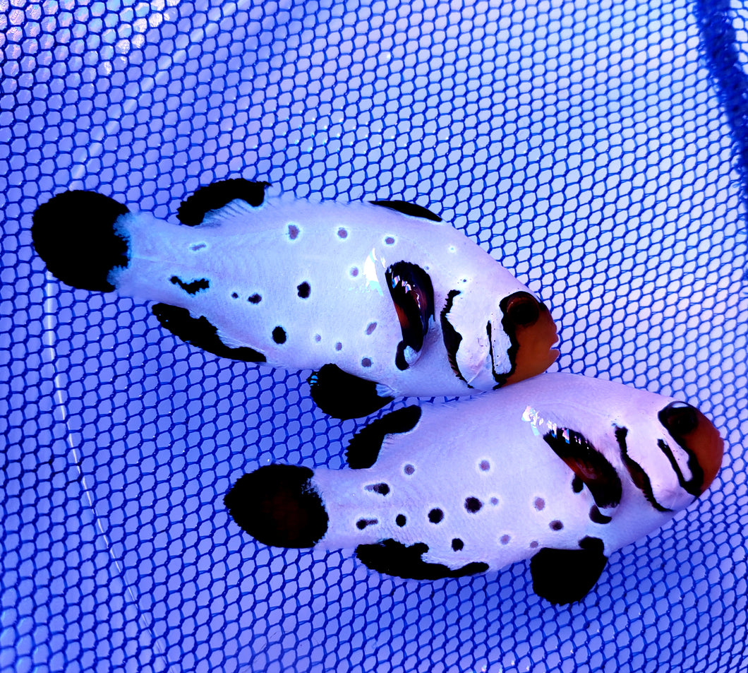 SA Frozen Frostbite Clownfish Pair