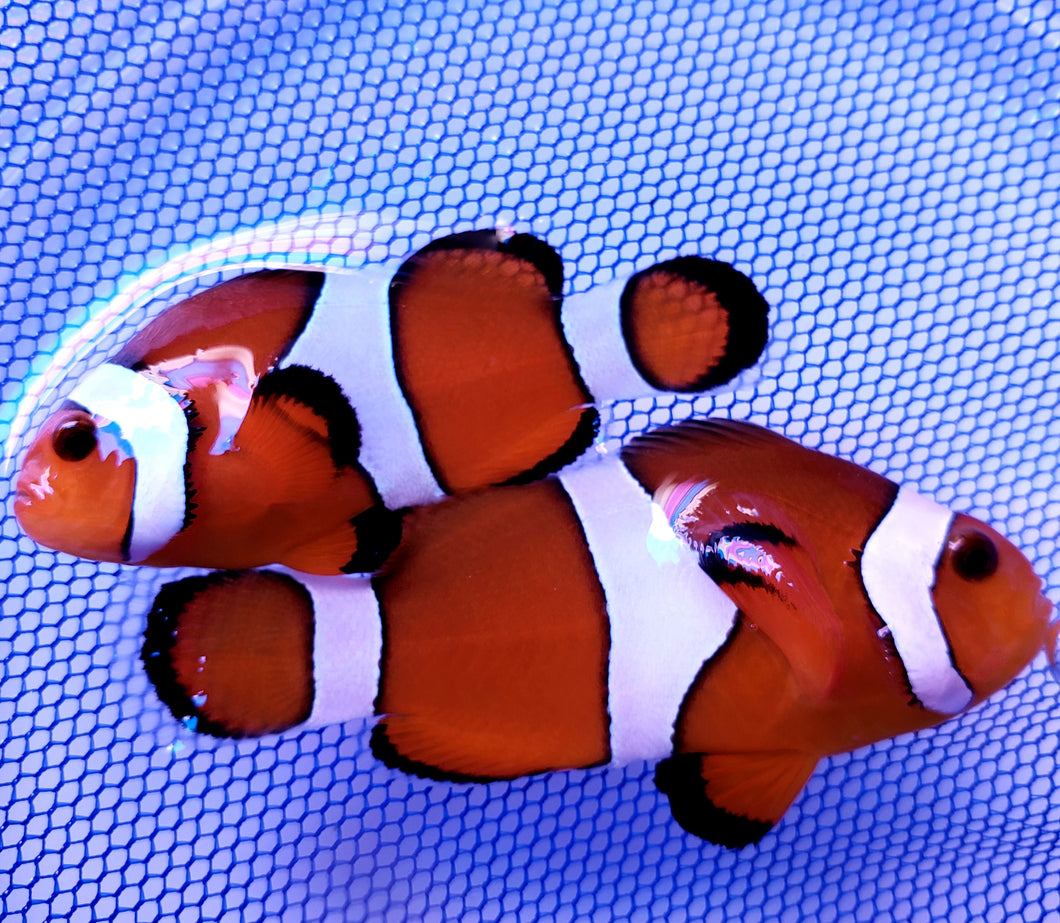 SA Orange Blaze Clownfish Pair