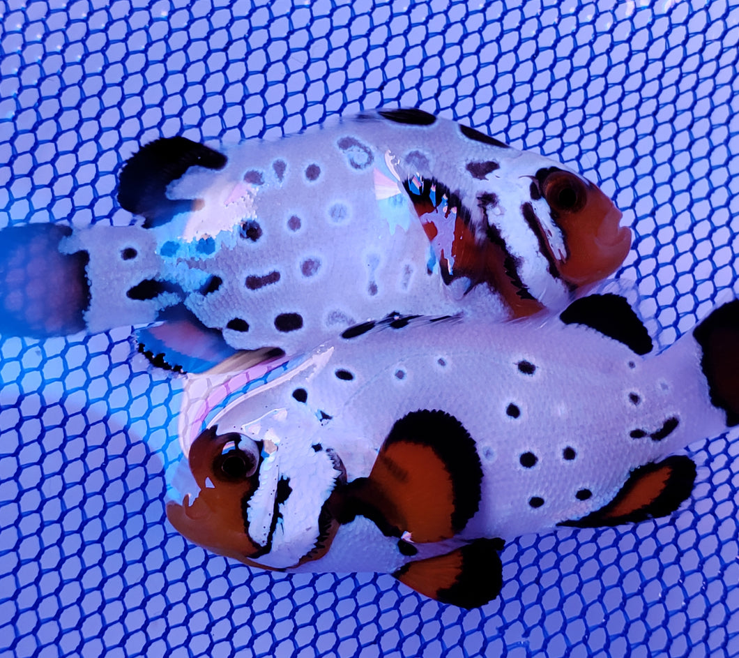 Frostbite Absolute Zero Clownfish Pair