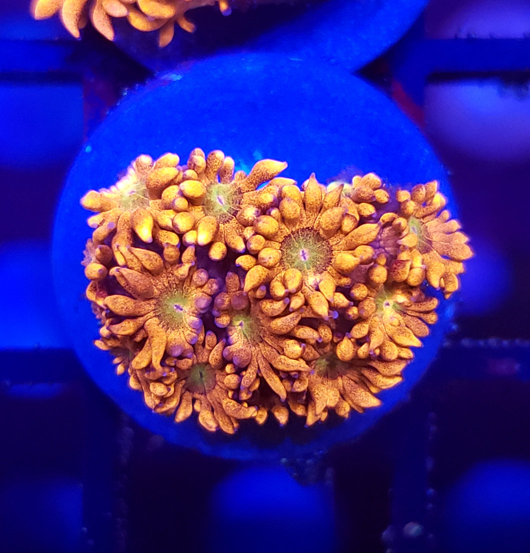 Candy Apple Gonipora