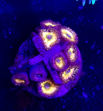 Rainbow Infusion Zoas