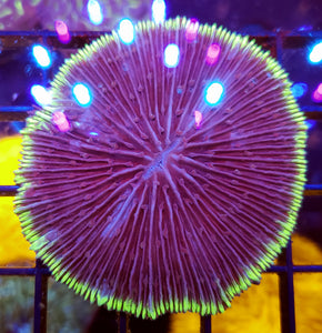 UFO Plate Coral