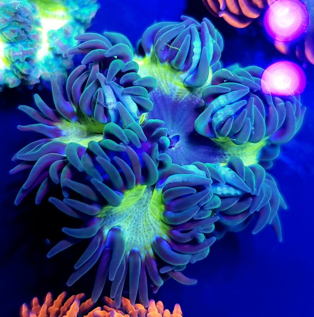 Ultra Highlighter Blue Center Flower Anemone
