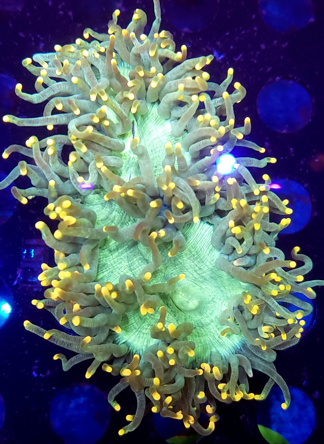 Aussie Gold Tip Elegance Coral, Rare!