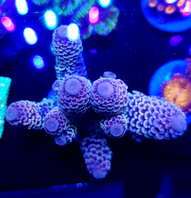 Pink Diamond Acro Colony