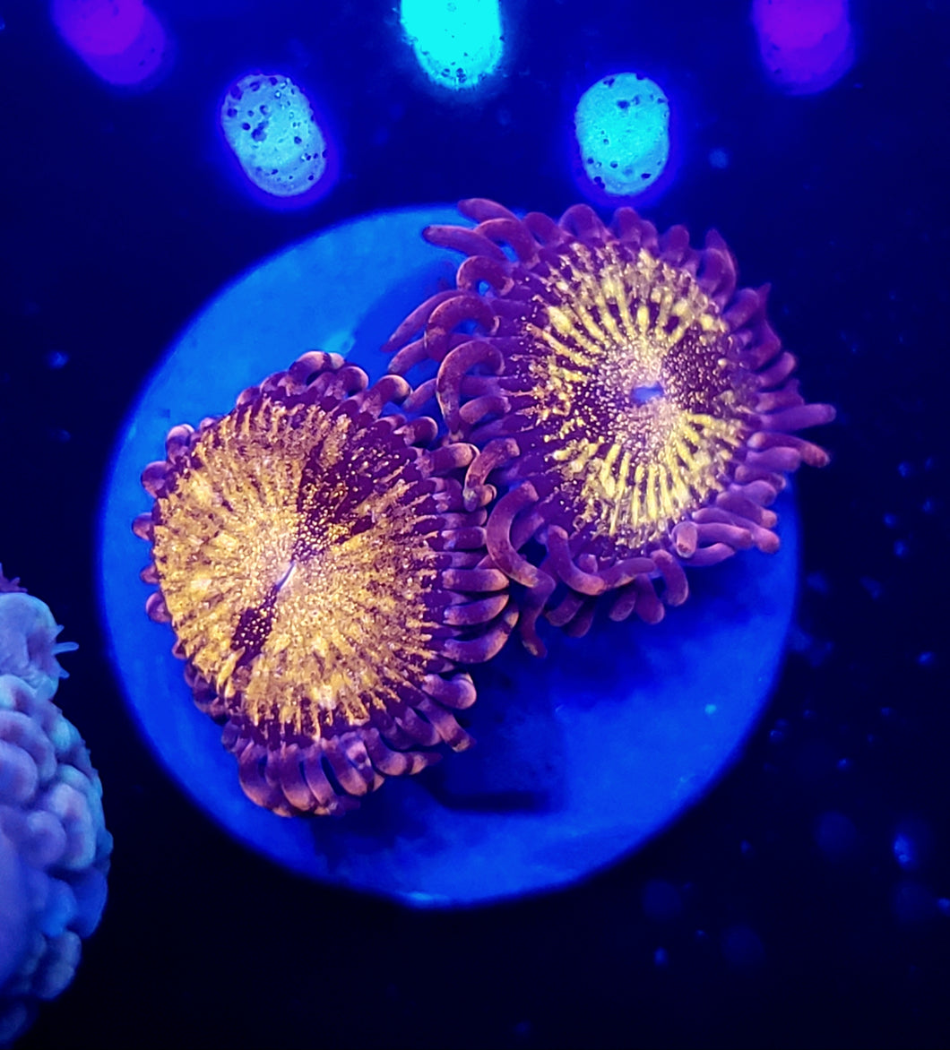 Pink & Golds Zoas