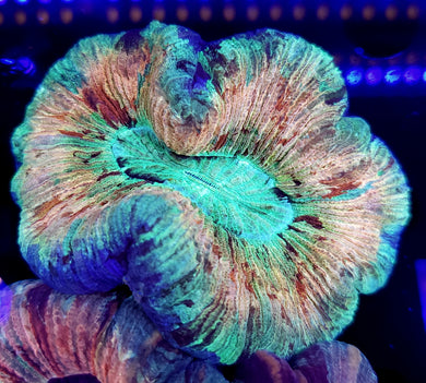 Pink Frost Pastel Trachy