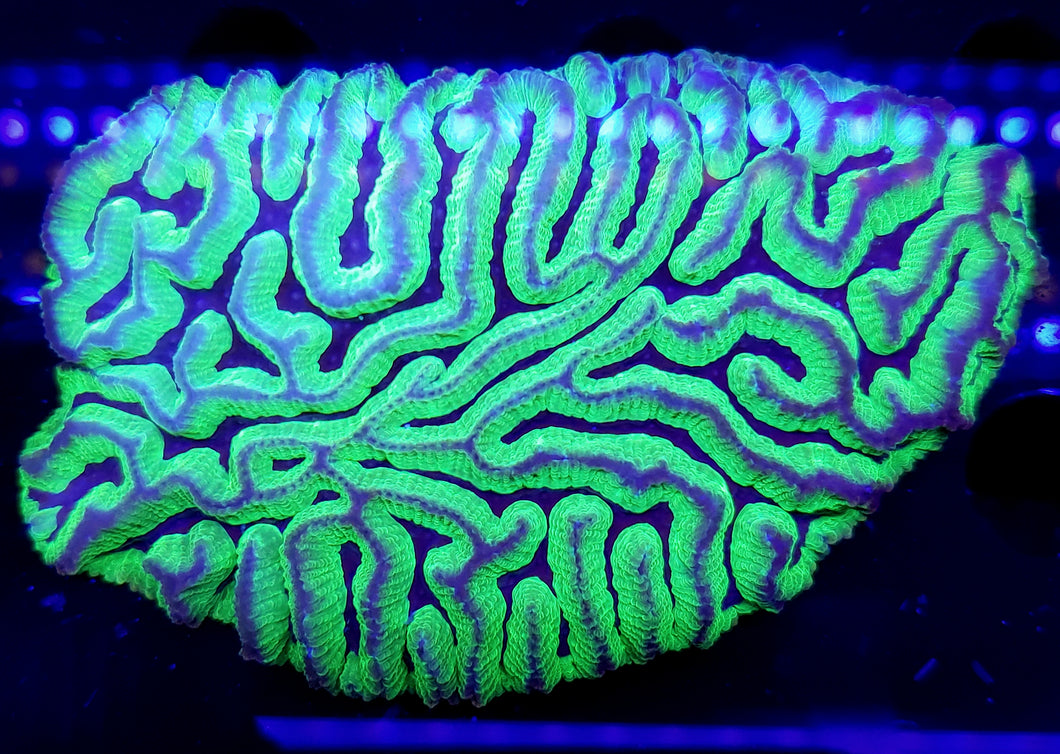Uranium Maze Brain Colony