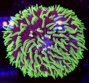 Ultra Neon Tentacle Green Plate Coral