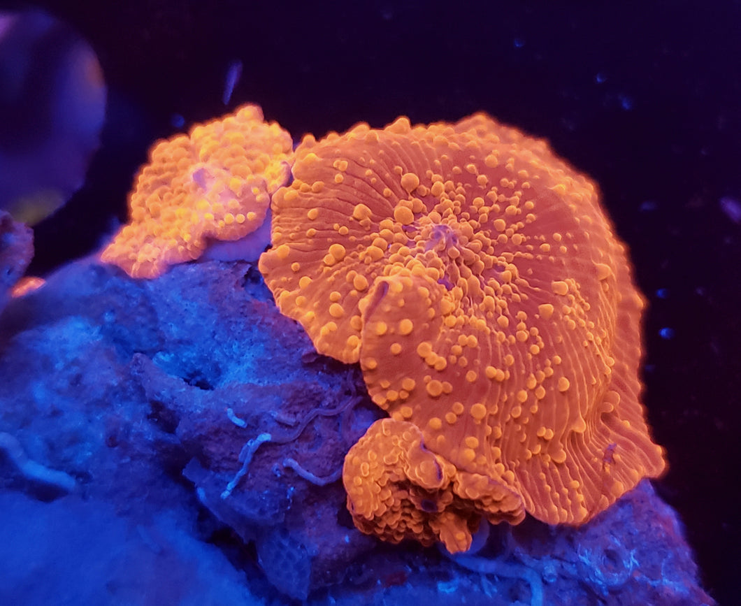 Ultra Red Discoma Mushroom Rock