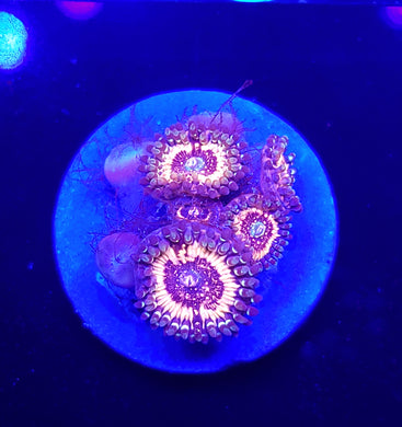 Pink Zipper Zoas