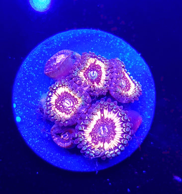 Pink Zipper Zoas