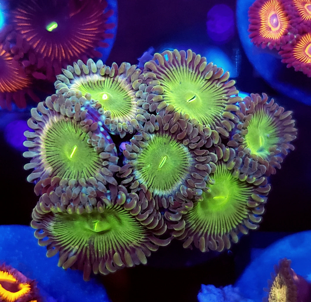 Green People eater Zoas