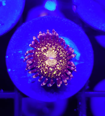 Pink N Gold Zoa