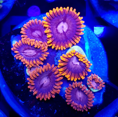 Alpha & Omega Zoas
