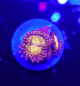 Pink N Gold Zoas