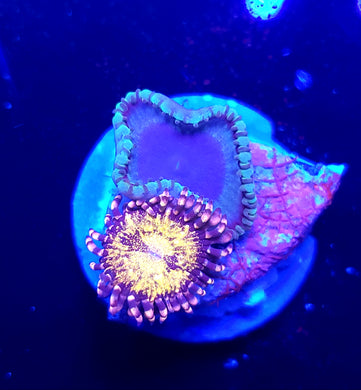 Pink N Gold Zoa + Cinnamon Grandis Paly Combo