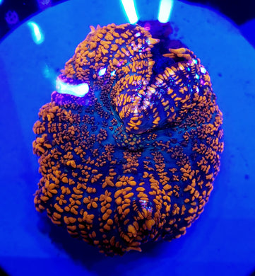 Rainbow Inferno Rhodactis Mushroom