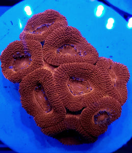 Red Acan Disk