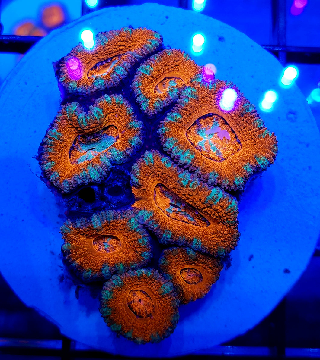 Icy Swirl Ultra Red Acan Disk