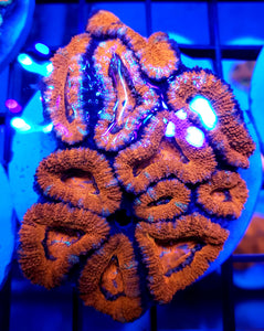 White Stripe Ultra Red Acan Disk