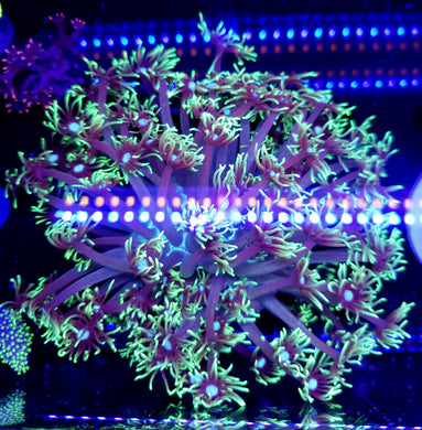 Alveopora Colony