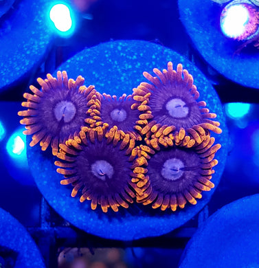 Alphaa & Omeg Zoas