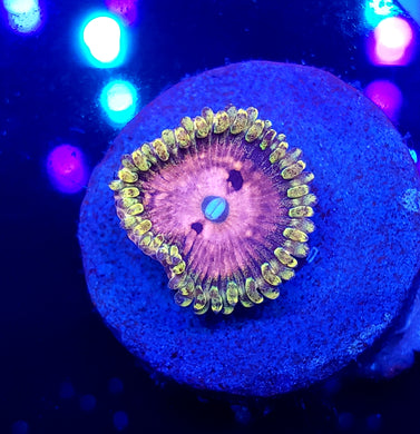 Pink Diamond Zoa