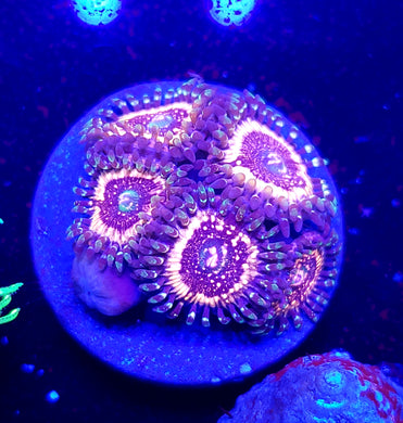 Pink Zipper Zoas 6p
