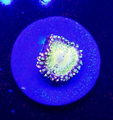 Antivenom Zoa