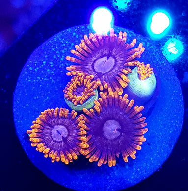 Alpha & Omega Zoas