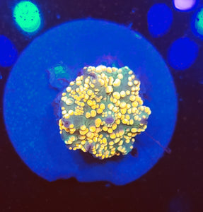 Ultra Yellow Innerstellar Discoma Mushroom