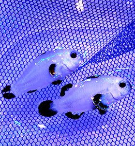 ORA Snow Storm Clownfish Pair WYSIWYG