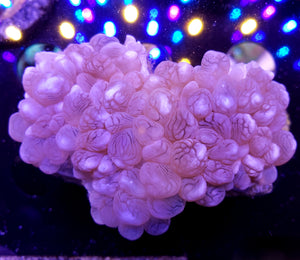 Pink Bubble Coral