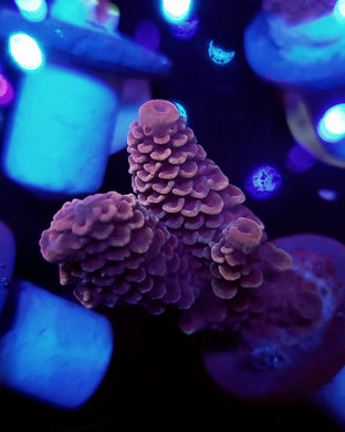 Pink Diamond Acro