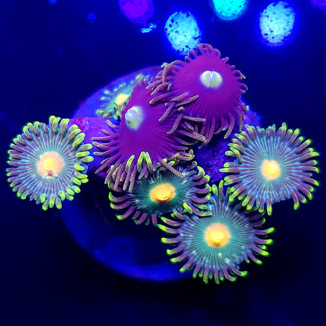 GreenBay Packer Morps + Unknown Zoas