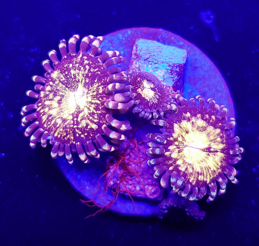 Pink N Gold Zoas