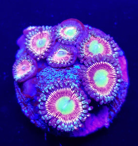 Candy Apple Pink Zoas