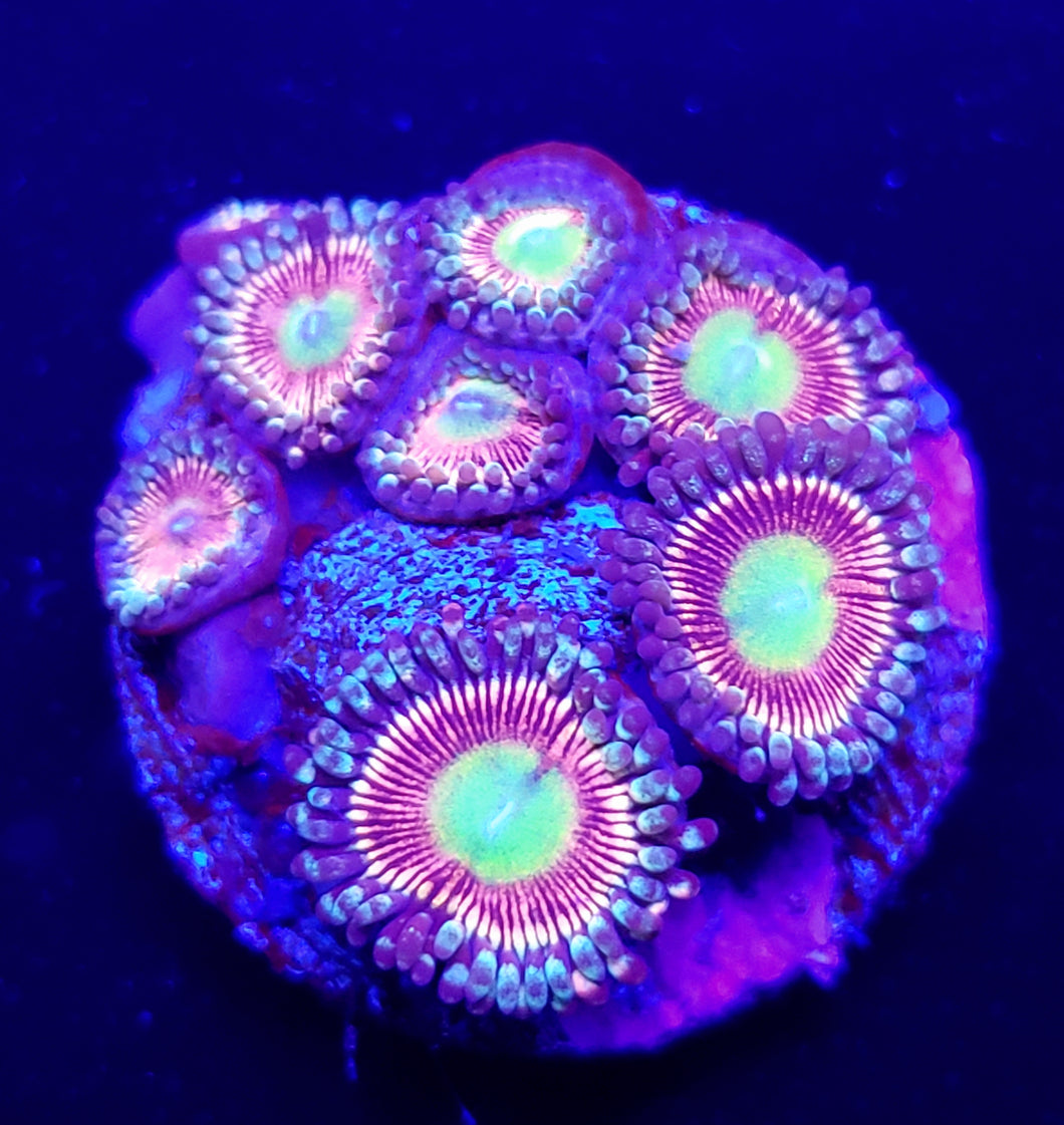 Candy Apple Pink Zoas