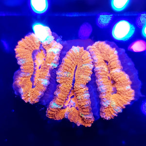 Ultra Red & White Stripe Acans
