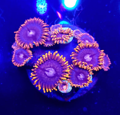 Alphaa & Omega Zoas