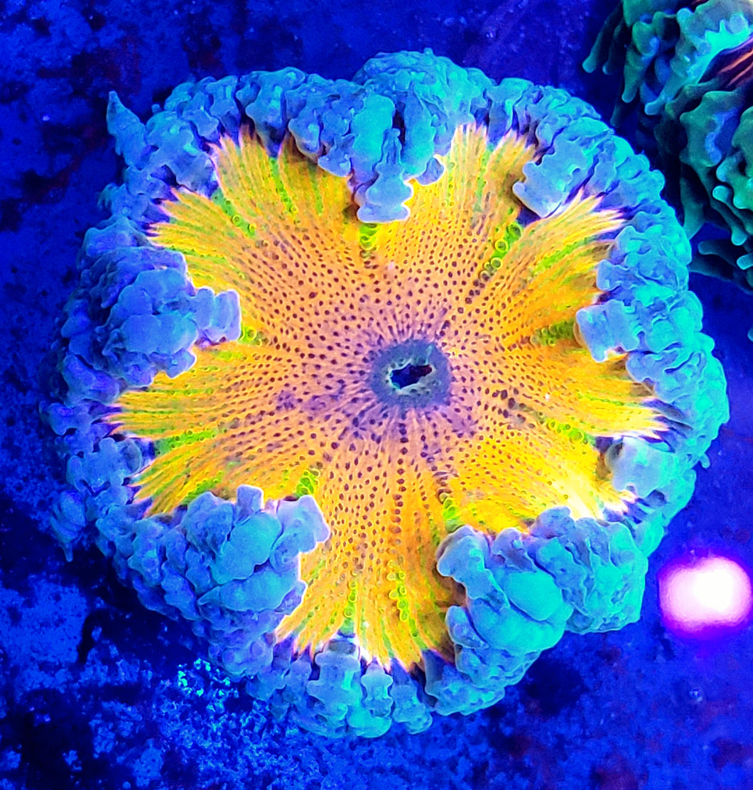 Rainbow Kaleidoscope Ultra Flower Anemone