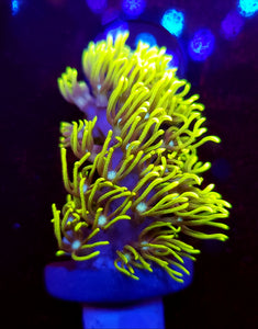 Branching Green Star Polyps