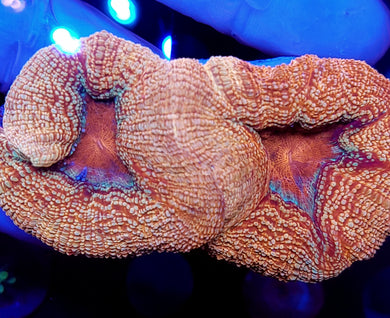 Pink Plasma Acan Bowerbankis